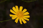 Coastal plain honeycombhead